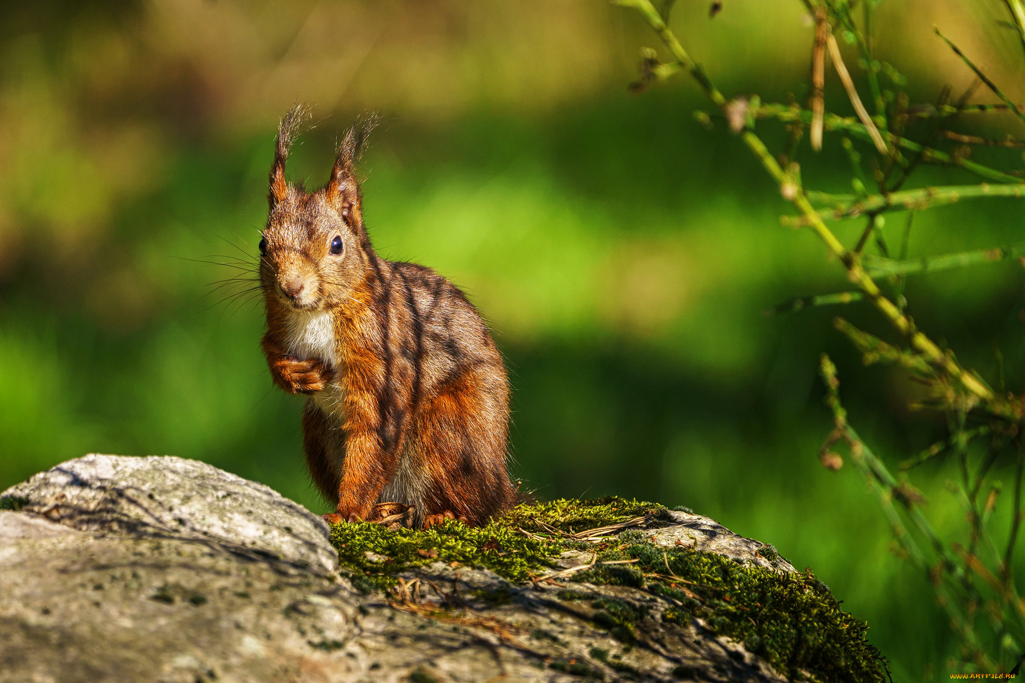 ��������, �����, �����